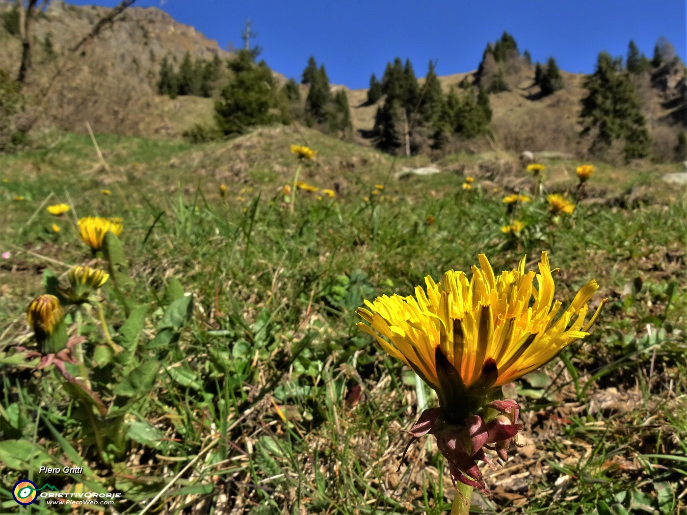 12 Taraxacum officinale (Tarassaco comune).JPG